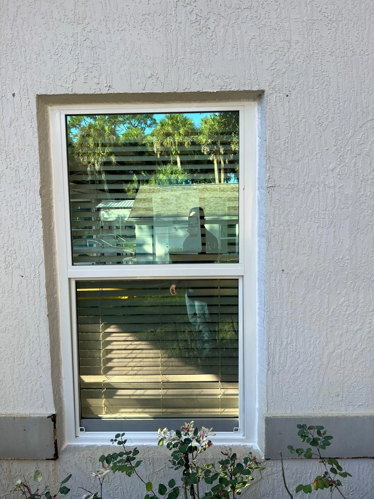 Window with Palm View